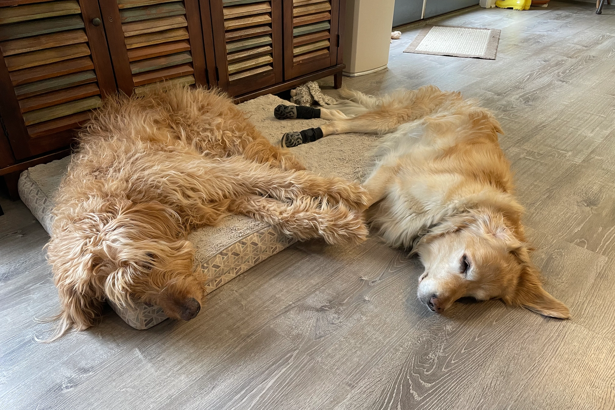 goldendoodle separation anxiety with his friend a golden retriever