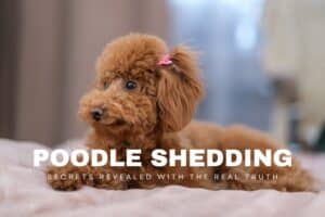 poodle shedding