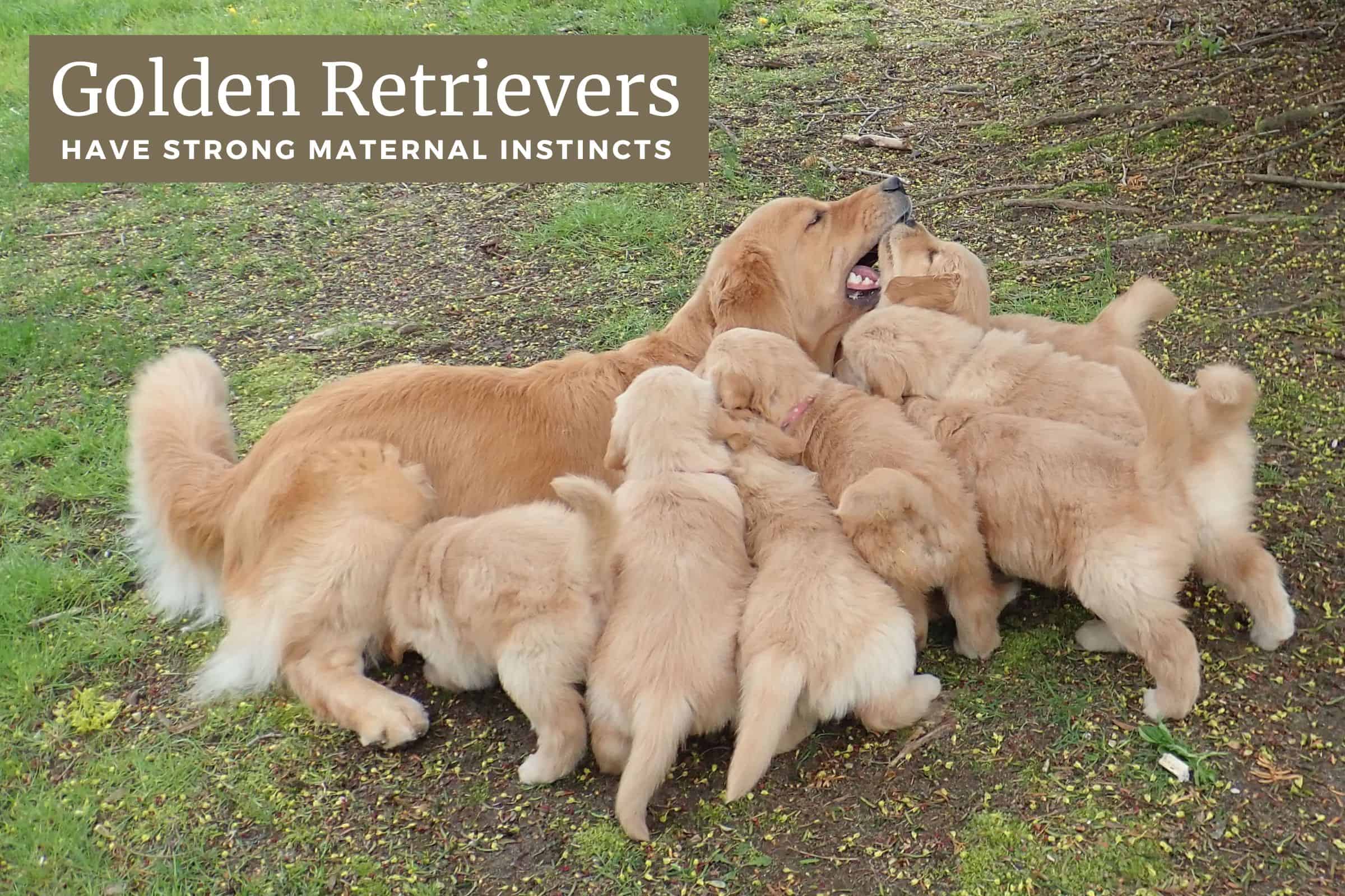 golden retriever maternal instincts
