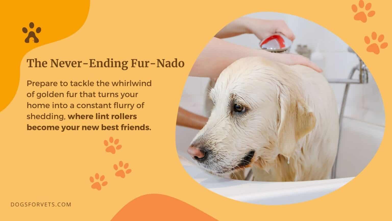 Beautiful view of Grooming A Golden Retriever During Peak Shedding Season