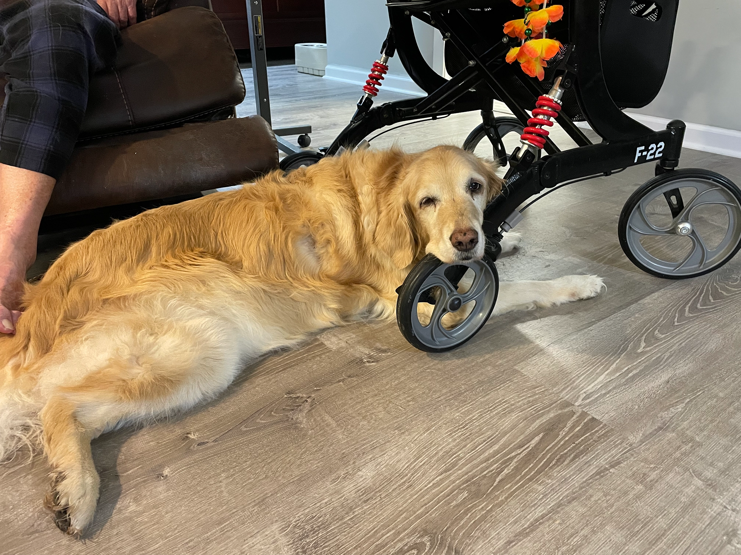 golden retriever senior behavior. Our 12 year old Golden Retriever, Daisy, laying next to my husband and his walker.